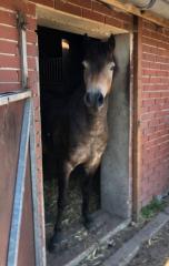 Menschenbezogene hübsche exmoorstute, Pony