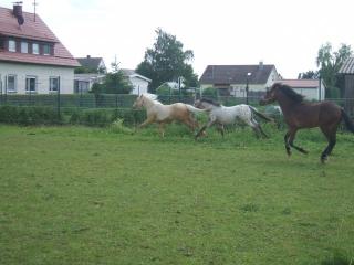 Haflinger-Pura Razza Espanolahengst 2J. einfach ein Traum-