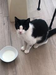 Kater Feivel sucht neues zu Hause