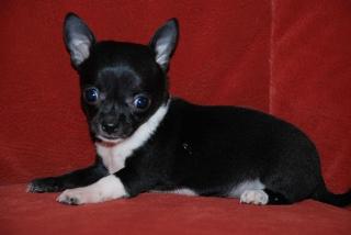 Chihuahua Hündin MINI