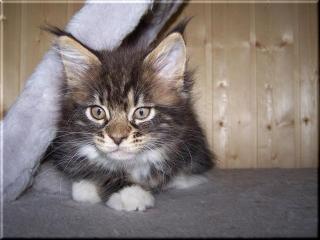 Maine Coon Mädchen