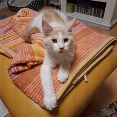 Zuckersüß Maine Coon Kitten MIT Stammbaum