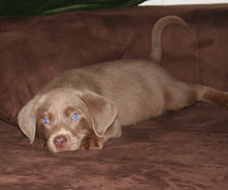 Alina, eine 14 Wochen junge Labrador hündin, Grunderzogen