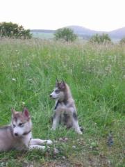 Alaskan Malamute Welpen