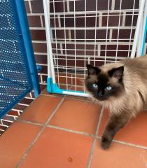 Ragdoll Katze