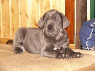 Bildhübscher Deutsche Dogge Welpe in blau