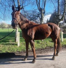 Biete Reitbeteiligung an Warmblutstute