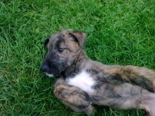 Irish-Wolfhound-Deerhoundwelpen Mix