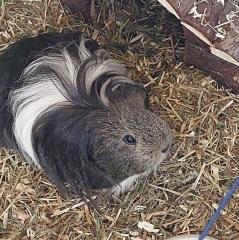 PAULCHEN - männlich 1 Jahr Sheltie Meerschweinchen Kastriert