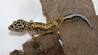 2 Leopardgeckos Nzen 2023