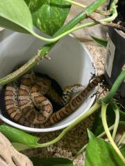 Kornattern mit Terrarium abzugeben