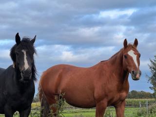 Biete Reitbeteiligung an lieben Pony