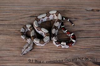 Boa constrictor Guyana abzugeben