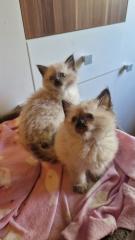 Edelmix und Ragdoll suchen bald ein neues Zuhause