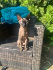 Sphynx Kater 3, 5 Jahre