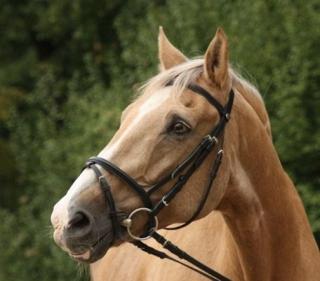 Biete Reitbeteiligung an Warmblutwallach in 55271 Stadecken