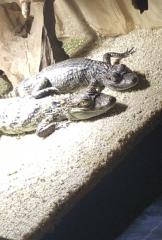 Caiman crocodylus 0. 1 gesucht