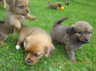 Pekingesen Mix Welpen