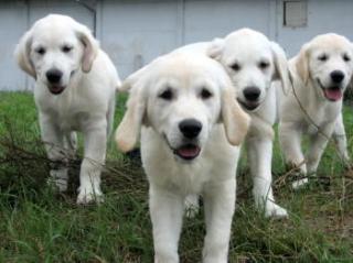 Golden Retriever Welpen