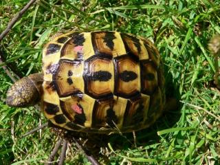 Testudo hermanni hermanni Italienische Landschildkröten Nachzuchten mit Papieren