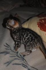 Atemberaubende Bengal-Kitten