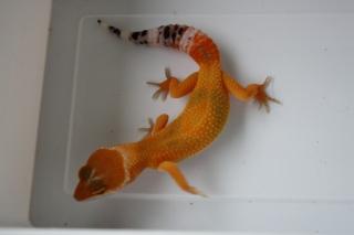 Leopardgecko, Naga Electric