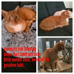 Kater rot weiß getiegert vermisst -