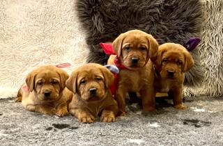 Schöne Labradorwelpen in dunklem foxred Labrador Welpe Abgabe ab Anfang Juni 2025 Wurfankündigun