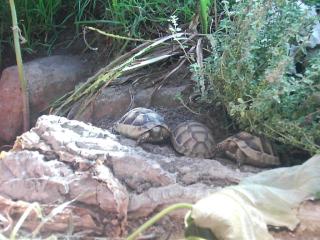 Breitrandschildkröten Testudo marginata eigene Nachzuchten aus 2021