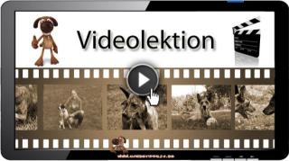 Hundeerziehung Video-Kurs 12 Wochen Kurs