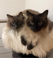 Ragdoll Geschwister-Pärchen Kater/Katzen