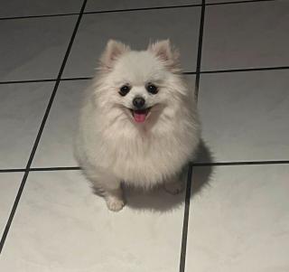 Pomeranian