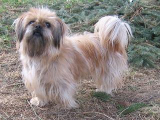 Lhasa Apso Hündin abzugeben