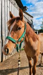 American Quarter Horse Boonsmal Hengst Fohlen Red Dun Cutting