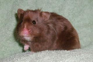 Hamsterzucht Kelaino