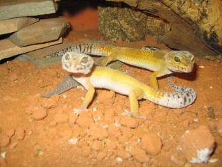 Leopardgecko