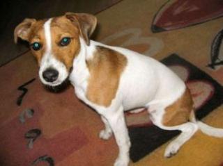 JACK RUSSEL 5 MONATE MIT PAPIERE