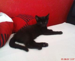 Die kleine Blacky sucht ein neues Zuhause.