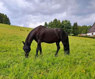 Beistellpferd Friese