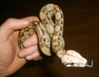 Boa Constrictor Imperator Belize extrem kleinbleibende Art 130 bis 160cm in