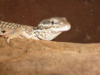 Stachelschwanzwaran Varanus acanthurus inkl. Terrarium 1, 20x0, 60x0, 60 300Euro