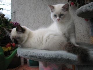 Ragdollbabys