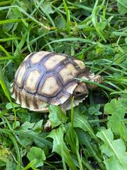 Spornschildkröten Sulcata