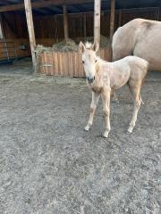 Quarter Horse Hengst Fohlen