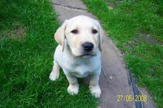 SÜSSE BLONDE LABRADOR WELPEN ABZUGEBEN -COTTBUS-