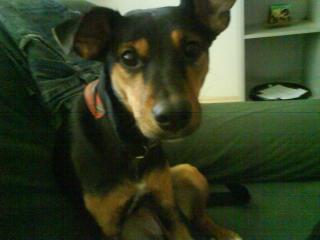 Pinscher Mix