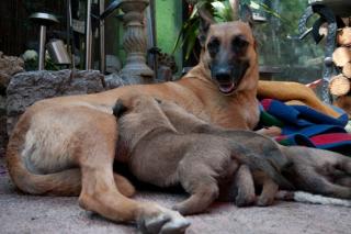 Welpen / Belgischer Schäferhunde / Malinois / FCI Papiere