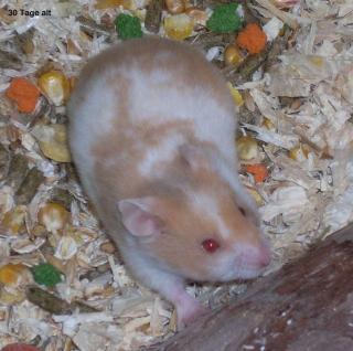 Goldhamster Jungtiere Weibchen aus Hobbyzucht