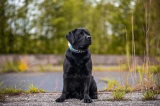 Liebevolle Labrador-Hausaufzucht