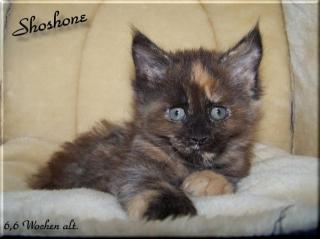 Maine Coon Zuckerschnute in Black-tortie